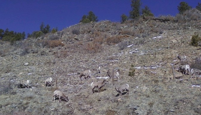 Mountain Sheep 1
