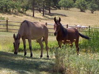 Hamilton Ranch 2012 010