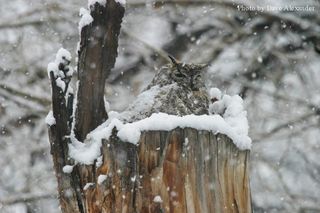 WHGHS Dave Alexander