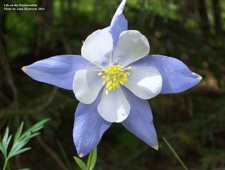 Wetmore Landscape 2014 1241-1