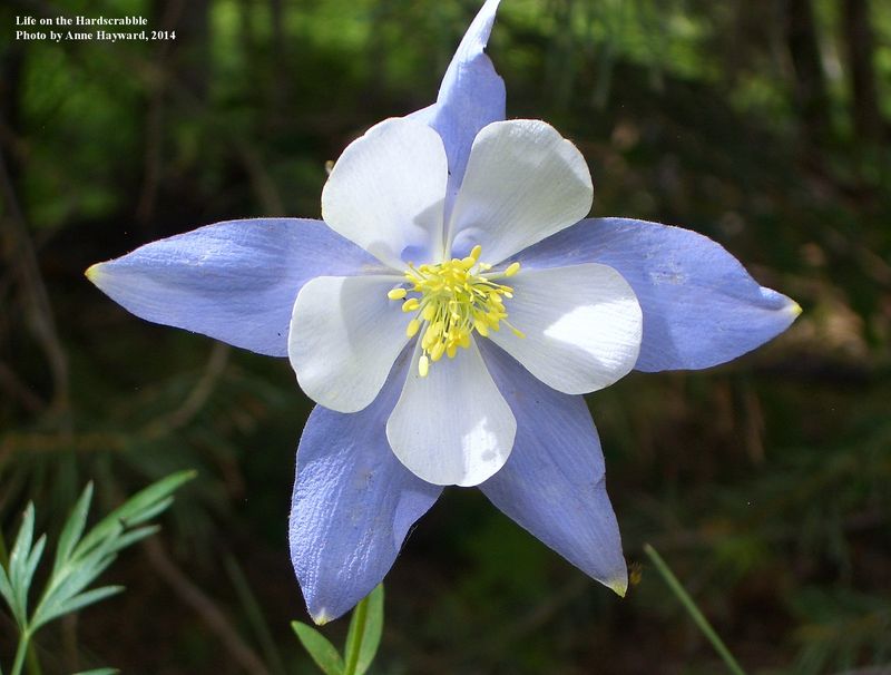 Wetmore Landscape 2014 1241-1