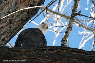 WHGHS Dave Alexander1