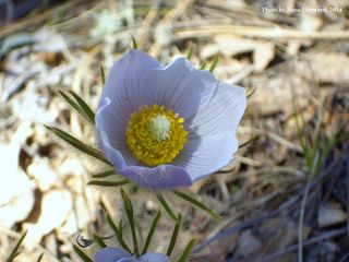Wetmore Landscape 2014 057