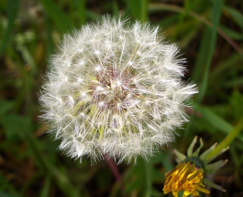 Wetmore Landscape 2015 265