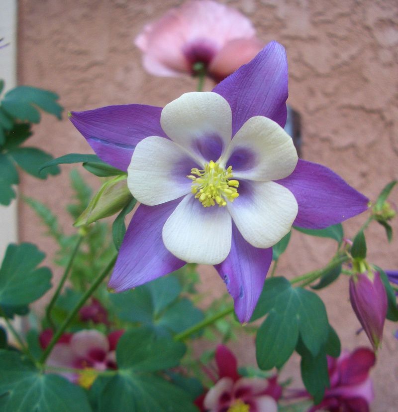 Wetmore landscape 2016 324