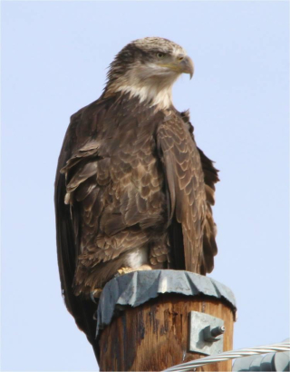 Immature Bald Eagle Dave Alexander