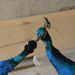 Peacocks _kissing_#08F3