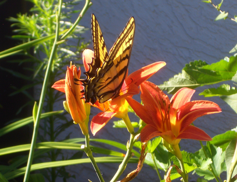 Wetmore Walking Tour 2016 012