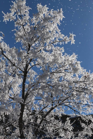 Frosty Trees