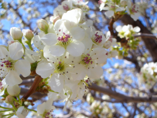 Wetmore Landscape 2017 550