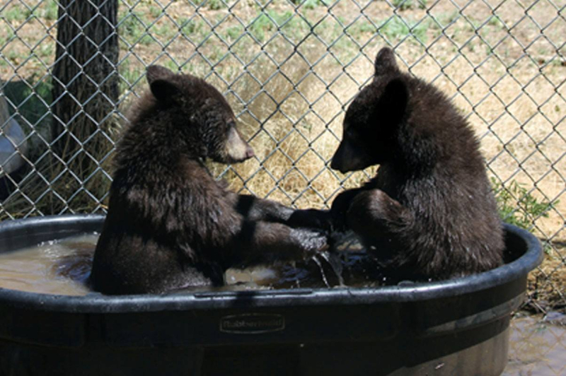 Bear cubs in tub of water
