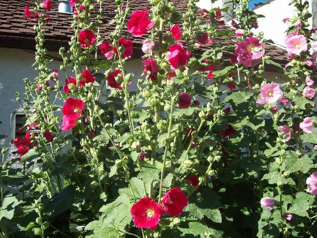 Hollyhocks at post office