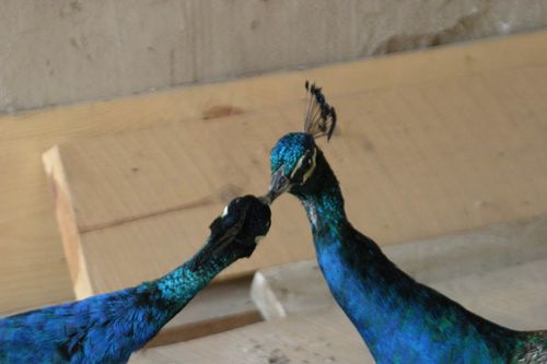 Peacocks _kissing_#08F3