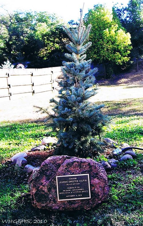 History Center Jeannie Culpin Blue Spruce