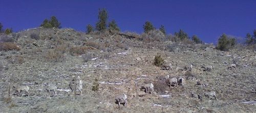 Mountain Sheep