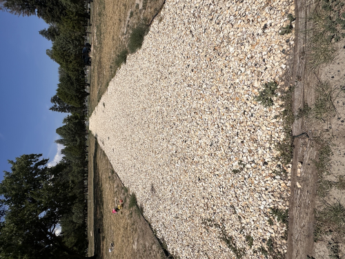 Roselawn Cemetery mass grave