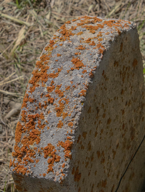 Lanear Lichen