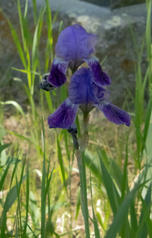 Iris