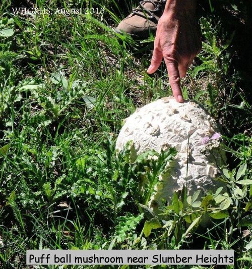 Puff Ball Mushroom near Slumber Heights