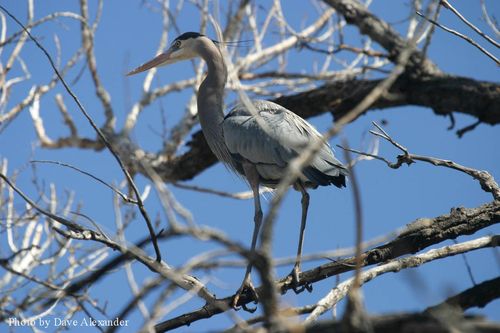 WHGHS Dave Alexander2