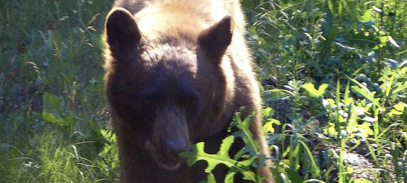 2010-Vic Barnes Presentation About Black Bears