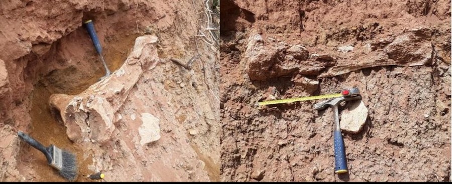 A Mammoth Spotted in Wetmore!